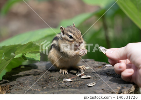 Cute chipmunk Cute chipmunk 140331726