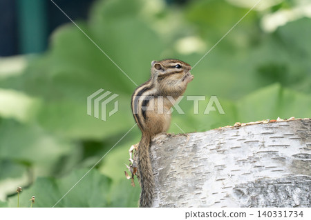 Cute chipmunk 140331734