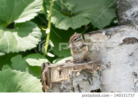 Cute chipmunk 140331737