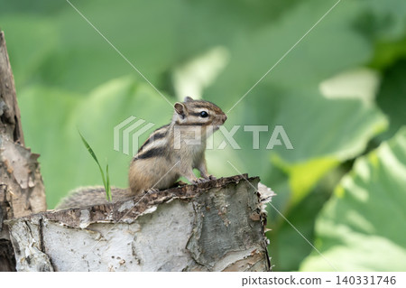 Cute chipmunk Cute chipmunk 140331746