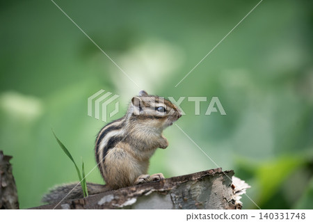 Cute chipmunk Cute chipmunk 140331748
