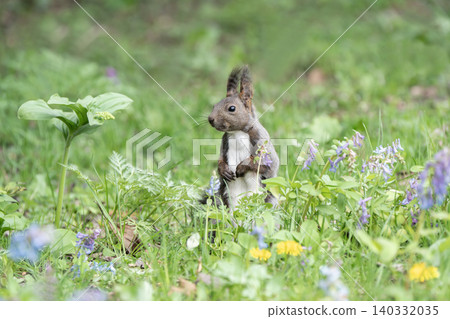 Cute Hokkaido squirrels in the spring forest Cute Hokkaido squirrels in the spring forest 140332035
