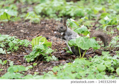 Cute Hokkaido squirrels in the spring forest Cute Hokkaido squirrels in the spring forest 140332040