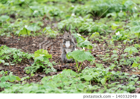 Cute Hokkaido squirrels in the spring forest 140332049