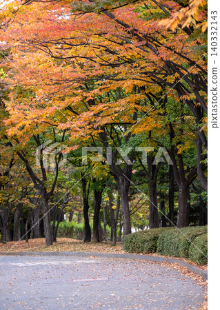 View of Yeouido Park, walkway with colorful leaves tree, autumn foliage. It is a park in Yeongdeungpo District, Seoul, South Korea. View of Yeouido Park, walkway with colorful leaves tree, autumn foliage. It is a park in Yeongdeungpo District, Seoul, South Korea. 140332143