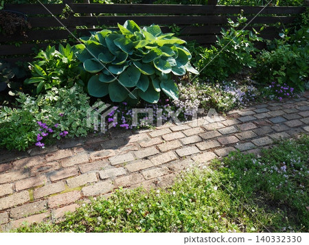 A lush garden where hostas and Japanese parsley grow large. A lush garden where hostas and Japanese parsley grow large. 140332330