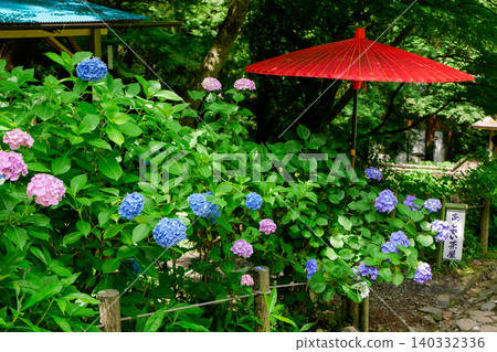 Hydrangea and red umbrella Hydrangea and red umbrella 140332336