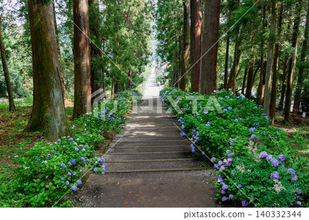 Hydrangea flowering on the approach Hydrangea flowering on the approach 140332344