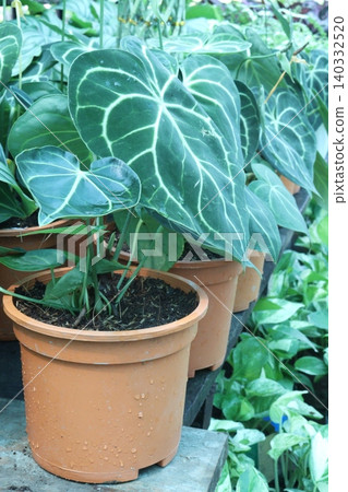 Anthurium clarinervium is a species of flowering, leaf plant Anthurium clarinervium is a species of flowering, leaf plant 140332520