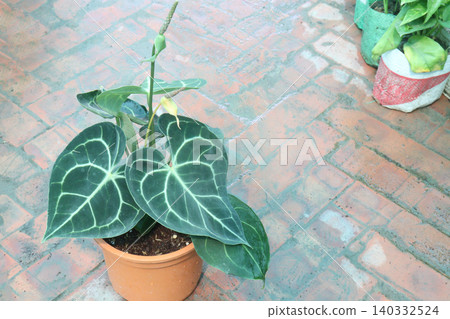 Anthurium clarinervium is a species of flowering, leaf plant Anthurium clarinervium is a species of flowering, leaf plant 140332524