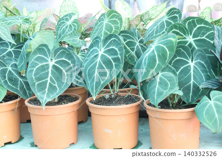 Anthurium clarinervium is a species of flowering, leaf plant Anthurium clarinervium is a species of flowering, leaf plant 140332526