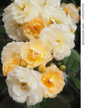 玫瑰(Ghislaine de Féligonde,20260515070054) 玫瑰(Ghislaine de Féligonde,20260515070054) 140332539
