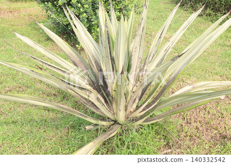 mauritius hemp leaf plant on pot in farm mauritius hemp leaf plant on pot in farm 140332542