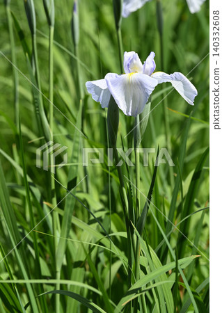 Light on the Water and Iris 140332608