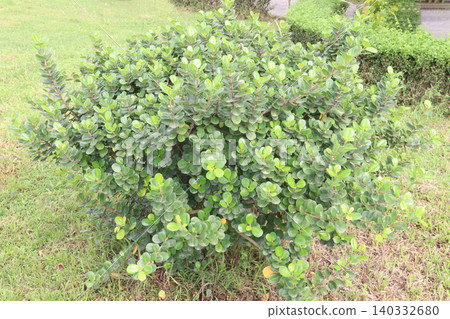 Ficus microcarpa tree plant on farm Ficus microcarpa tree plant on farm 140332680