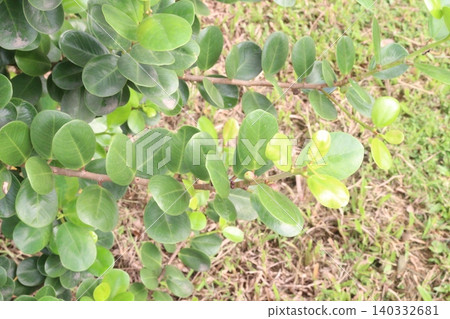 Ficus microcarpa tree plant on farm Ficus microcarpa tree plant on farm 140332681