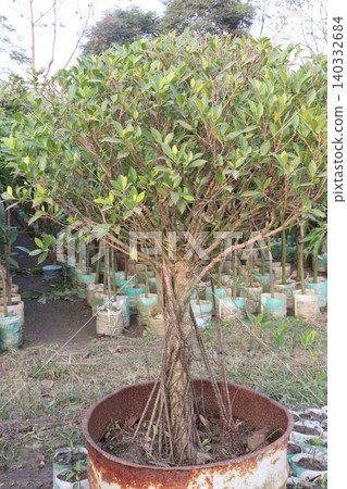 Ficus microcarpa tree plant on farm Ficus microcarpa tree plant on farm 140332684