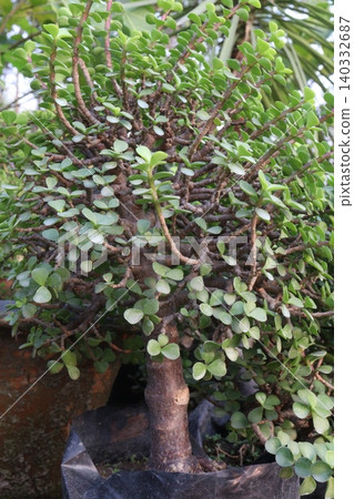 Ficus microcarpa tree plant on farm Ficus microcarpa tree plant on farm 140332687