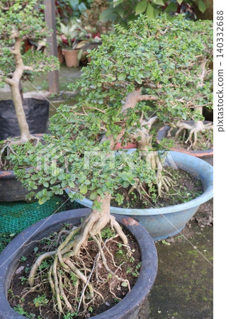 Ficus microcarpa tree plant on farm Ficus microcarpa tree plant on farm 140332688