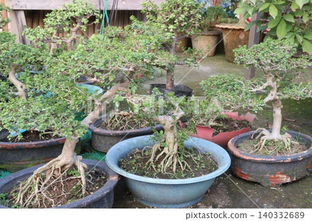 Ficus microcarpa tree plant on farm Ficus microcarpa tree plant on farm 140332689
