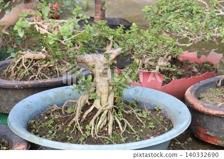 Ficus microcarpa tree plant on farm Ficus microcarpa tree plant on farm 140332690