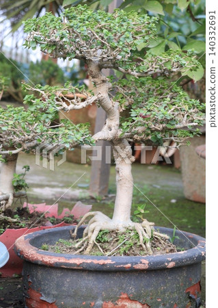 Ficus microcarpa tree plant on farm 140332691