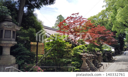 Maple leaves stand out against the fresh greenery along the approach to the shrine in early summer. Maple leaves stand out against the fresh greenery along the approach to the shrine in early summer. 140332761