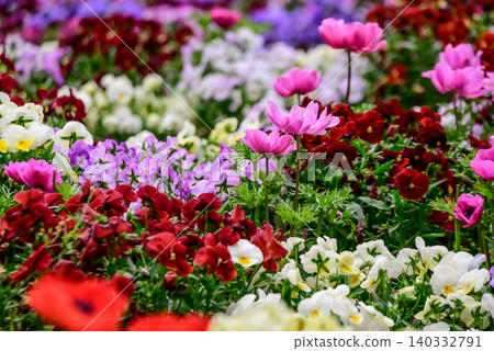 Colorful spring flowers Colorful spring flowers 140332791