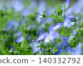 漂亮的nemophila花 140332792