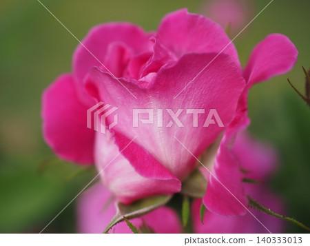 玫瑰(紫玉,20260515070528) 玫瑰(紫玉,20260515070528) 140333013