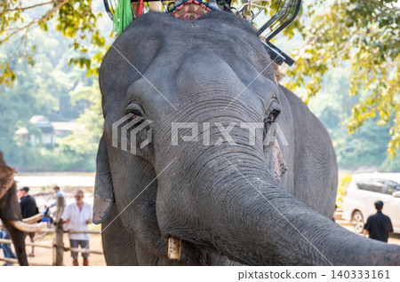 Cropped shot view of Asian elephant living in wildlife conservation area in Chiang Rai province of Thailand. Cropped shot view of Asian elephant living in wildlife conservation area in Chiang Rai province of Thailand. 140333161