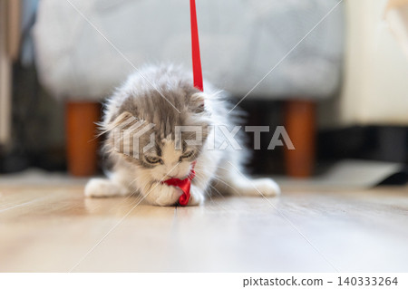 Scottish Fold kitten playing with a red ribbon Scottish Fold kitten playing with a red ribbon 140333264