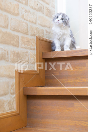 Scottish Fold kitten on the stairs Scottish Fold kitten on the stairs 140333287