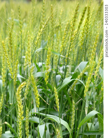 A wheat field with ears of grain spread across the entire surface. A wheat field with ears of grain spread across the entire surface. 140333303