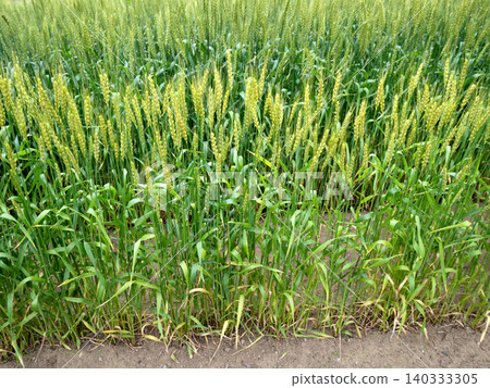 A wheat field with ears of grain spread across the entire surface. A wheat field with ears of grain spread across the entire surface. 140333305