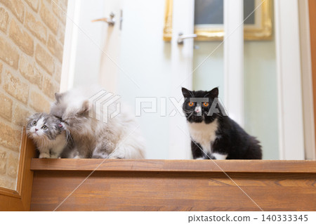 Three cats on the stairs Three cats on the stairs 140333345