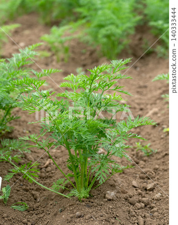 種植胡蘿蔔 種植胡蘿蔔 140333444
