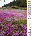 Hills of moss phlox spread across a mountain village 140333548