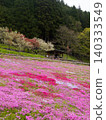 Hills of moss phlox spread across a mountain village 140333549