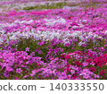 Close-up of colorful moss phlox flowers 140333550
