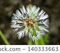white dandelion flowers blooming in spring 140333663