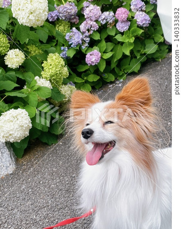 I spotted hydrangeas while walking my dog. I spotted hydrangeas while walking my dog. 140333832