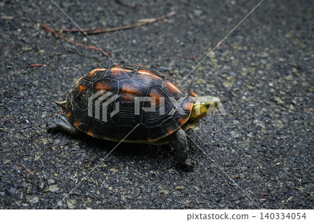 Okinawa Prefecture, Iriomote Island, Yaeyama Box Turtle Okinawa Prefecture, Iriomote Island, Yaeyama Box Turtle 140334054