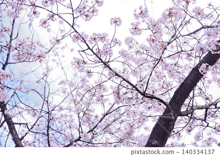 櫻花春天開花的春天 140334137