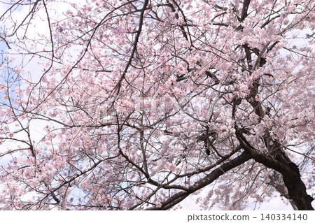櫻花春天開花的春天 140334140