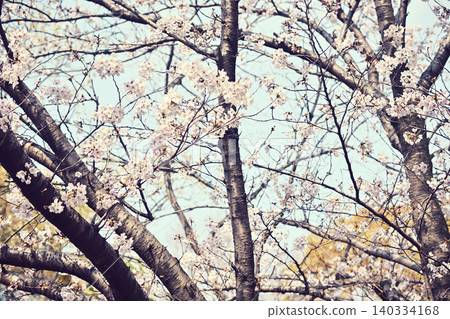 櫻花春天開花的春天 櫻花春天開花的春天 140334168