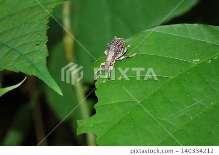 White-spotted weevil that came to the kudzu leaves, its food plant White-spotted weevil that came to the kudzu leaves, its food plant 140334212