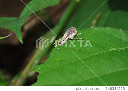 White-spotted weevil that came to the kudzu leaves, its food plant White-spotted weevil that came to the kudzu leaves, its food plant 140334213