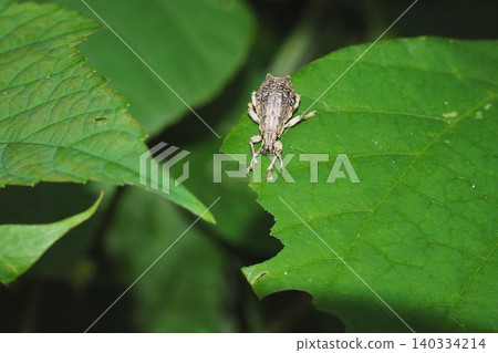 White-spotted weevil that came to the kudzu leaves, its food plant White-spotted weevil that came to the kudzu leaves, its food plant 140334214
