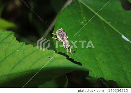 White-spotted weevil that came to the kudzu leaves, its food plant White-spotted weevil that came to the kudzu leaves, its food plant 140334215